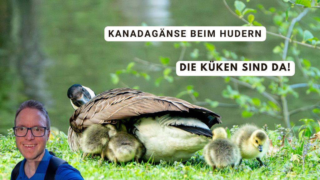Kanadagänse beim Hudern. Man sieht die Kanadagans-Mutter mit ihren Küken. Die Küken versuchen der Mutter unter die Federn zu steigen. Titelbild für Blogbeitrag