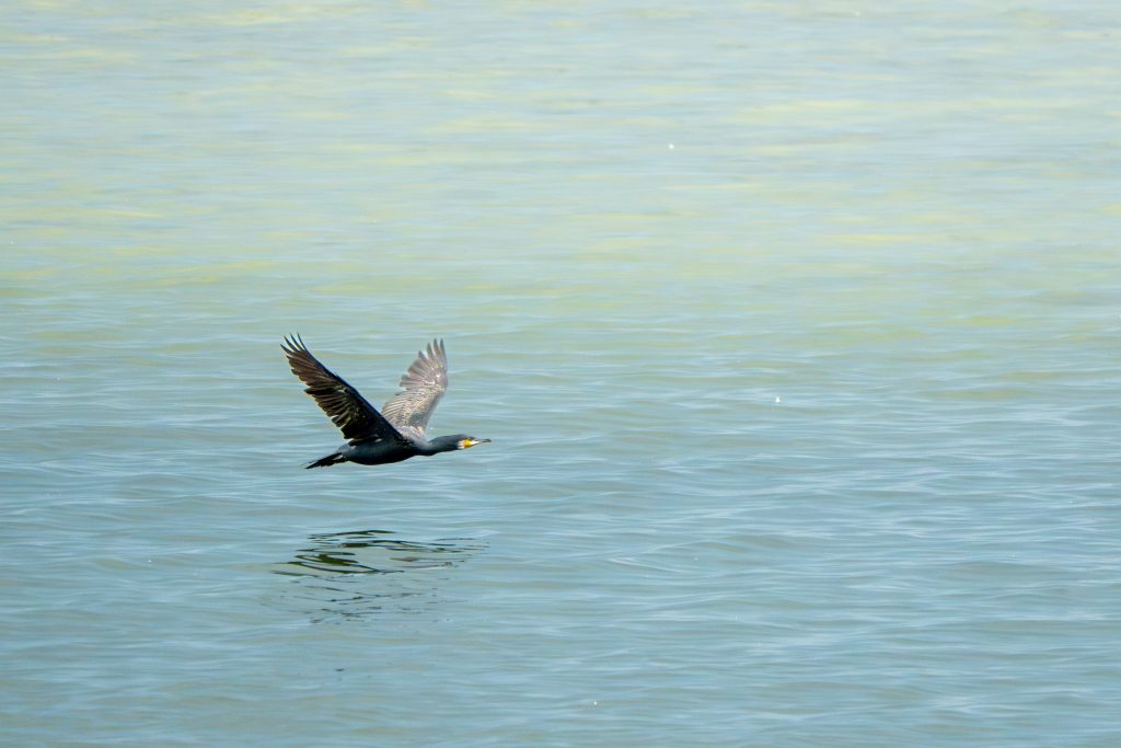 Ein Kormoran fliegt sehr nah an unserem Schiff entlang.