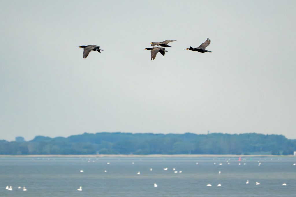 4 Kormorane fliegen zusammen am Schiff entlang auf der Rückfahrt von Hiddensee nach Zingst durch den Barther Bodden.
