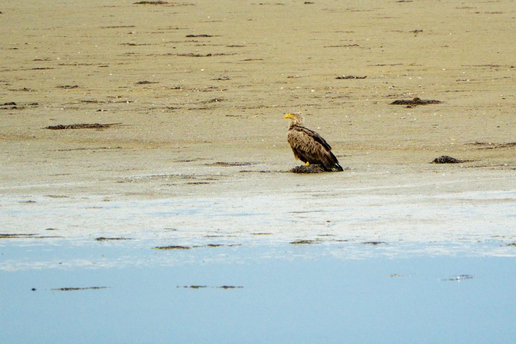 Ein Seeadler sitzt auf einer Sandbank und wartet. Er sitzt auf etwas, dass Seegras sein könnte.