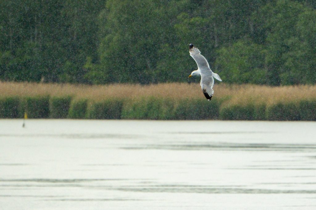 Eine Möwe im Flug bei deutlichem Regen im Barther Bodden bei Zingst.