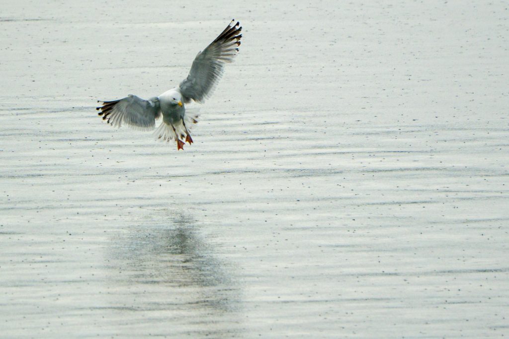 Eine Möwe im Regen, im Landeanflug. Man sieht deutlich die Regentropfen auf dem Wasser.