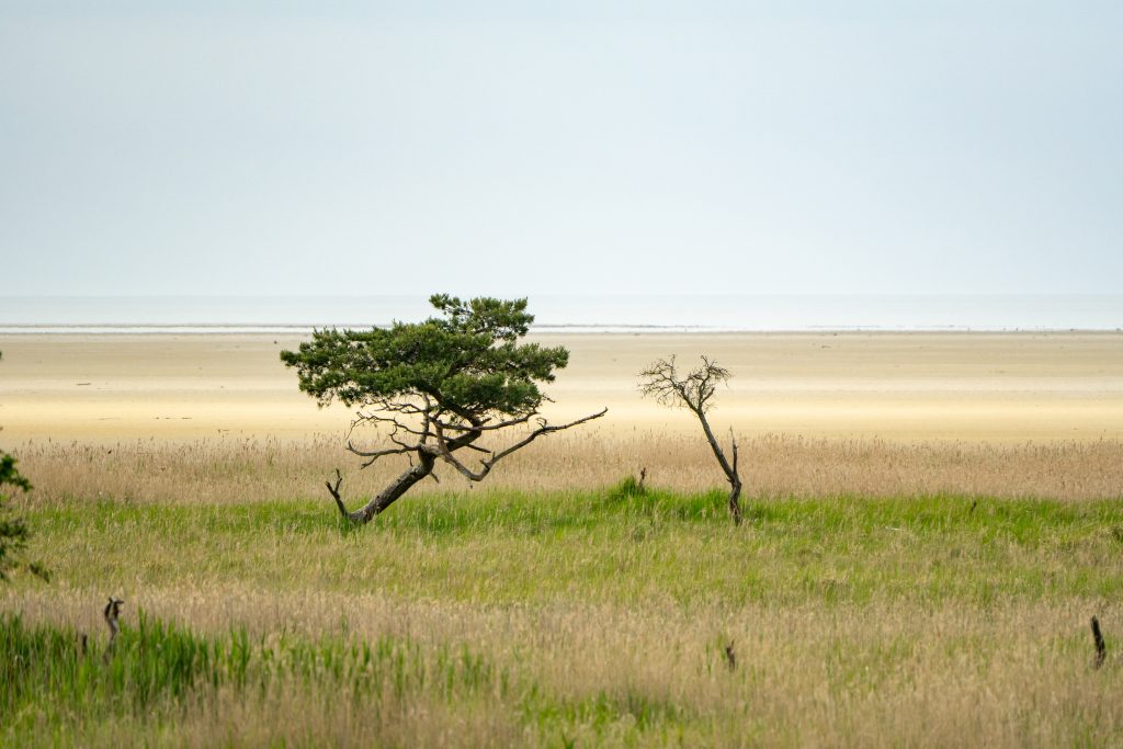 Naturschutzgebiet bei Zingst. Fotografiert vom Barther Bodden aus. Von einem Schiff zwischen Zingst und Hiddensee.