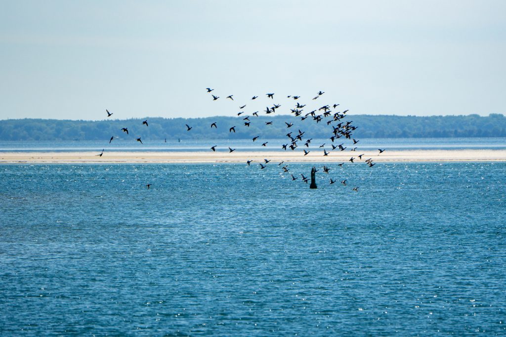 Die Vögel werden durch das vorbeifahrende Schiff aufgescheucht. Schöne Szene mit blauem Wasser und einem Schwarm Vögel. Aufgenommen im Barther Bodden zwischen Zingst und Hiddensee