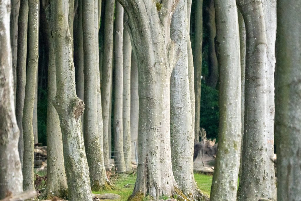 Bäume im Gespensterwald