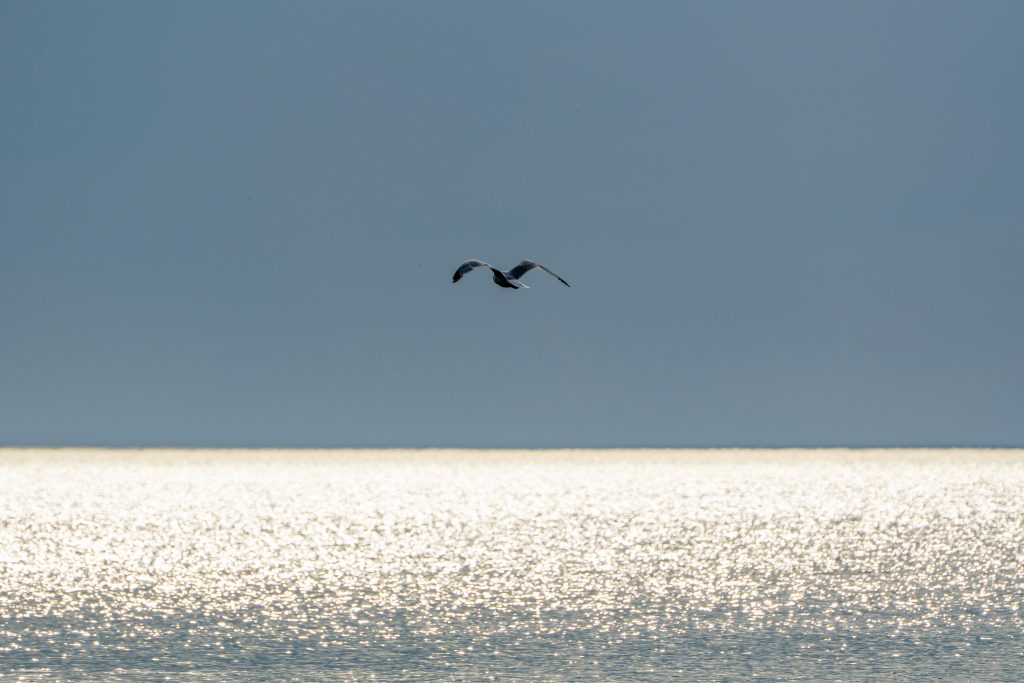 Ein Vogel fliegt über das glänzende Meer. Kurz vor dem Sonnenuntergang. Vögel fotografieren im Sonnenuntergang. Bzw. kurz davor.