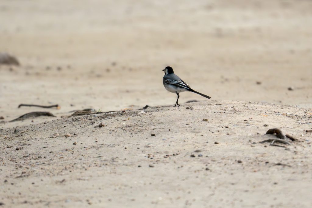 Eine kleine Stelze im Sand