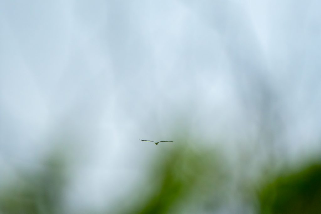 Vogel im Kontrast zum grünen Gras. Vögel fotografieren im Sonnenuntergang.