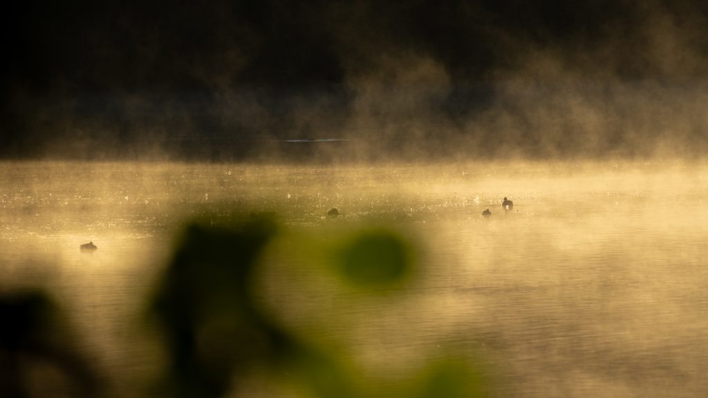 Schöner roter Morgendunst auf dem Weiher.