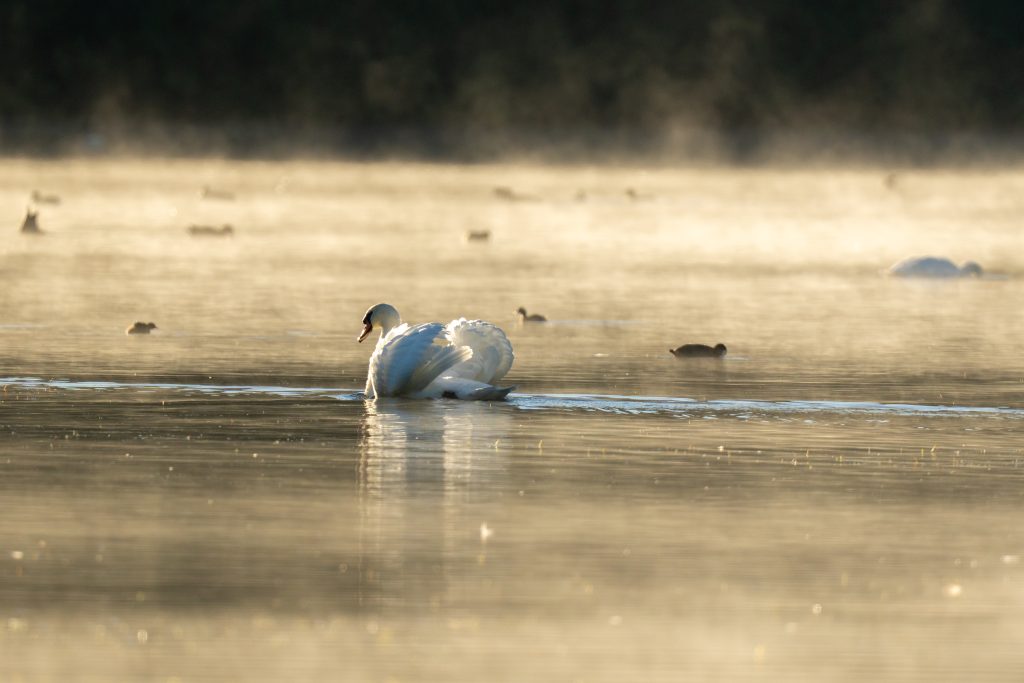 Schwäne im Morgendunst und Sonnenaufgang