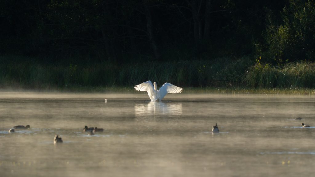Schwäne machen den Macker auf dem Weiher ;)