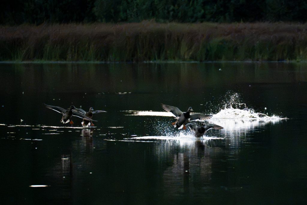 Stockenten im letzten Licht am Vorabend der Veransaltung. Fotografiert am Haidenweiher (4)